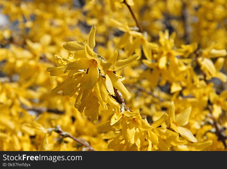 Yellow, Flora, Branch, Flower