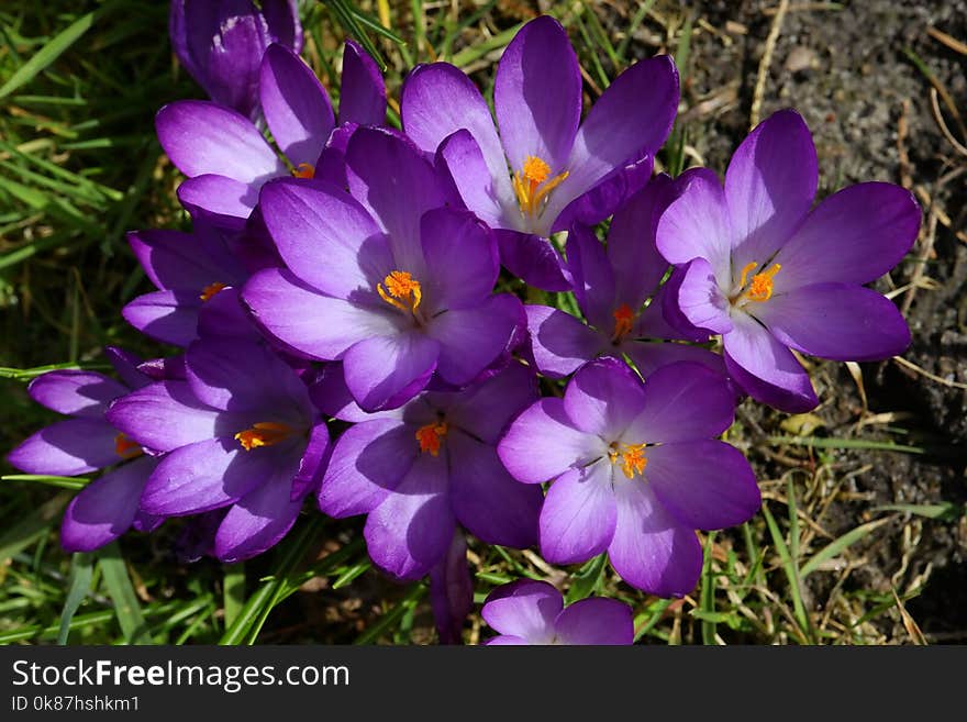 Flower, Crocus, Flowering Plant, Plant