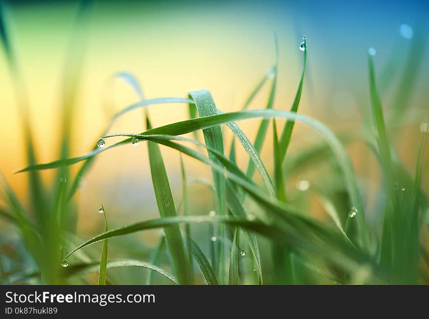 Green, Water, Grass, Dew