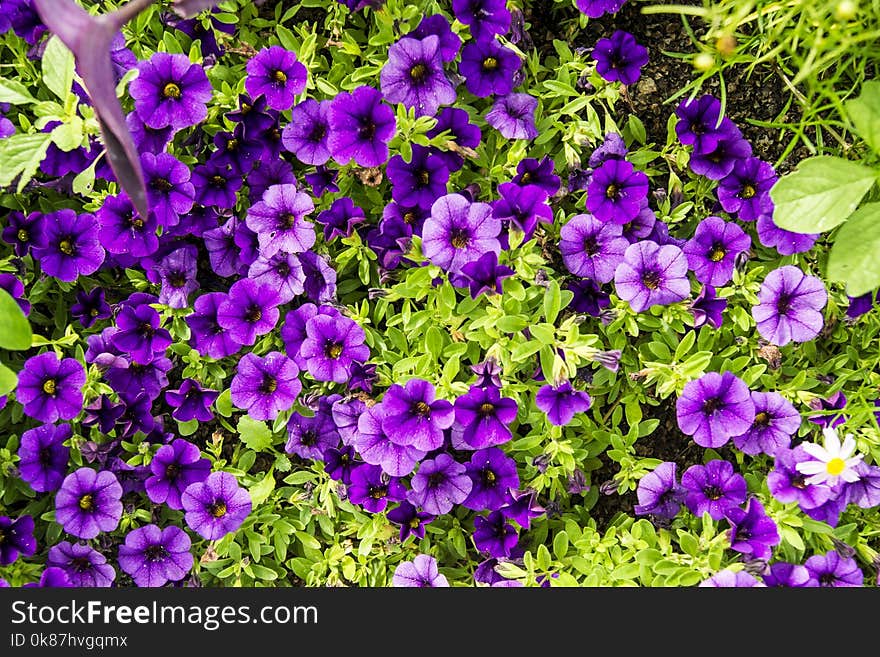 Flower, Plant, Purple, Flora