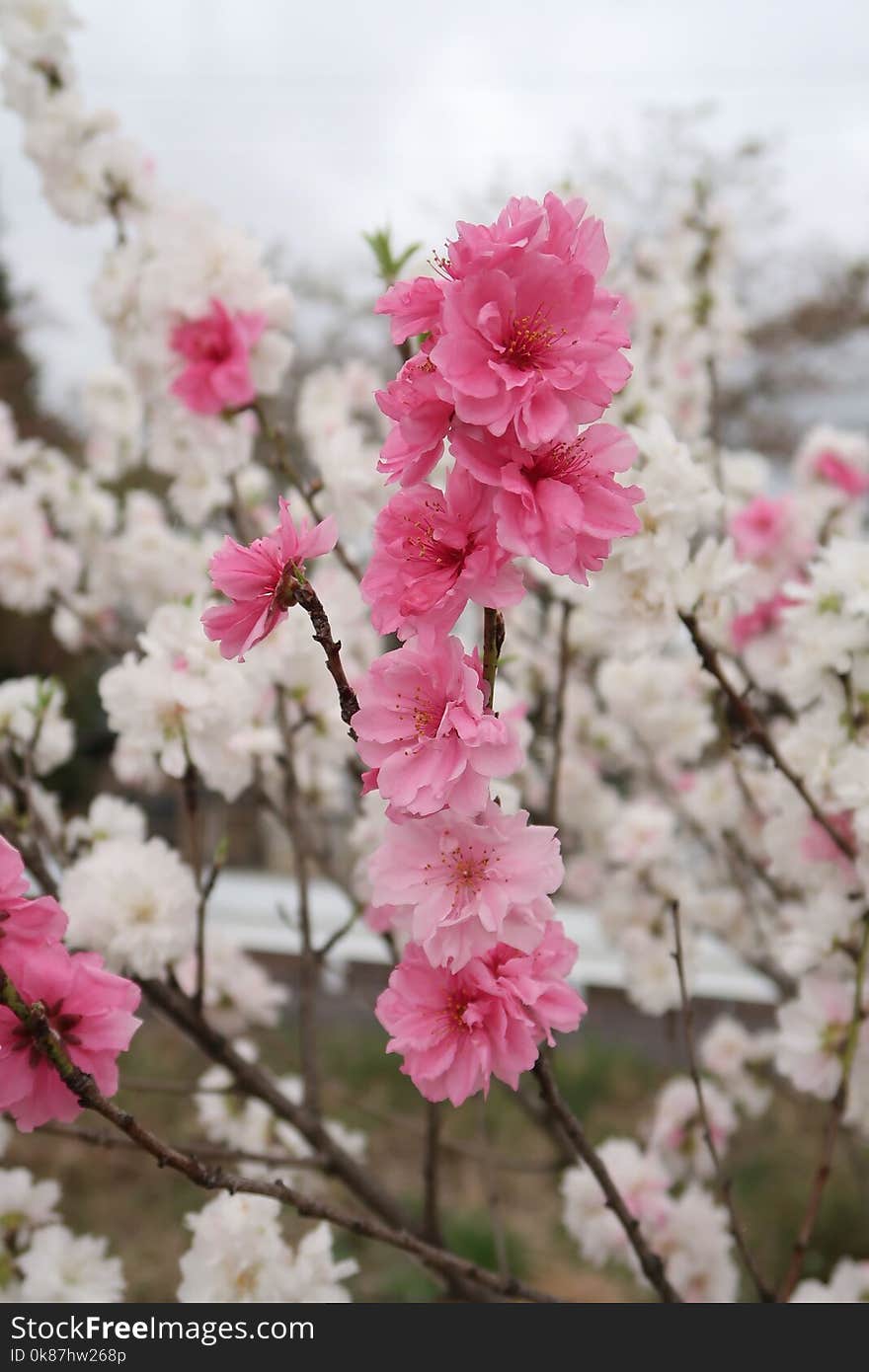 Pink, Blossom, Flower, Cherry Blossom