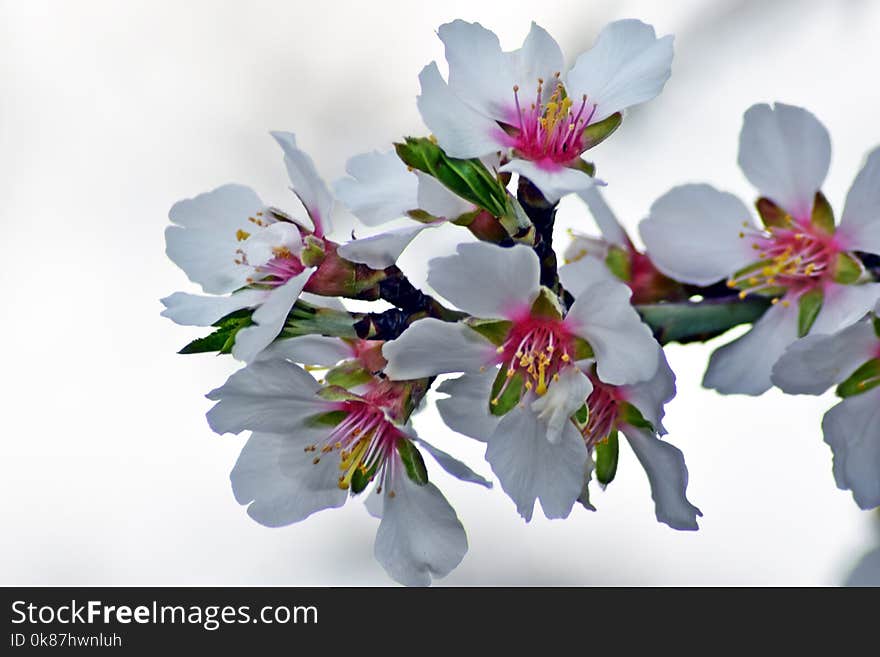 Flower, Blossom, Spring, Cherry Blossom