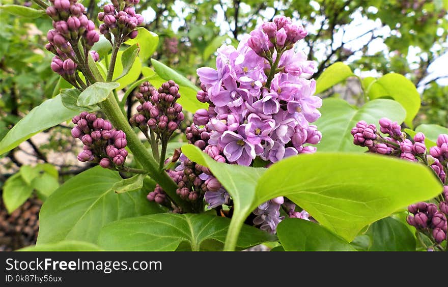 Plant, Flower, Lilac, Branch