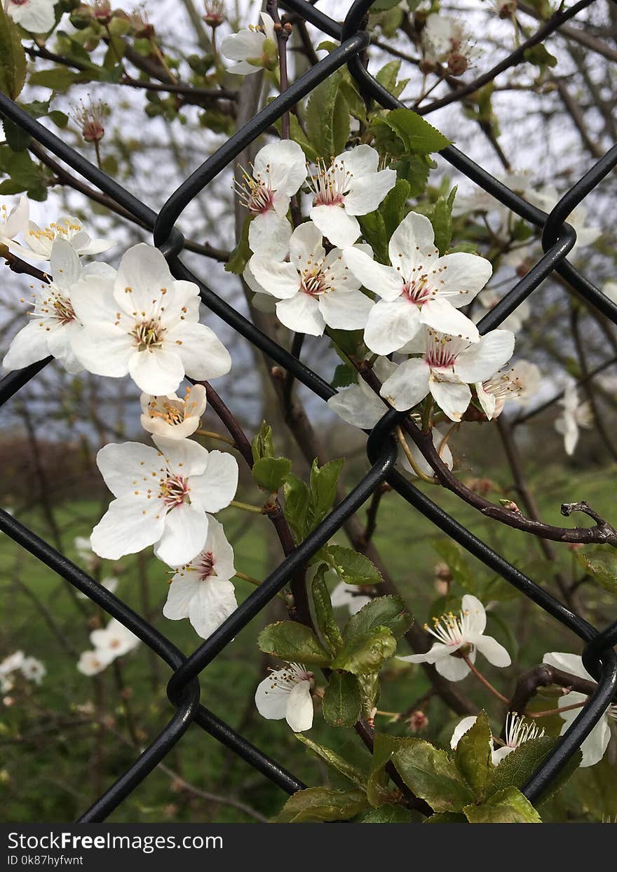 Blossom, Spring, Branch, Flower