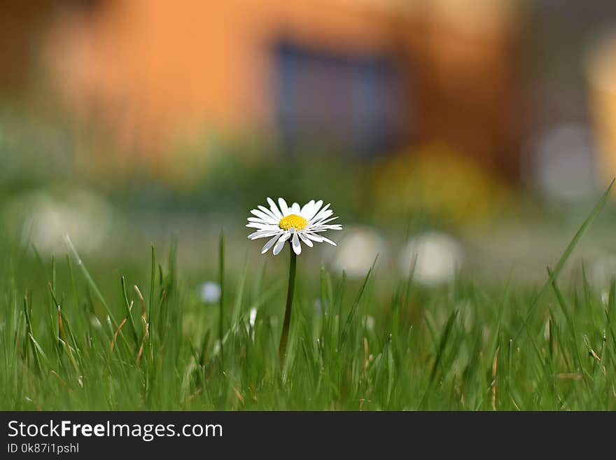 Flower, Grass, Meadow, Wildflower