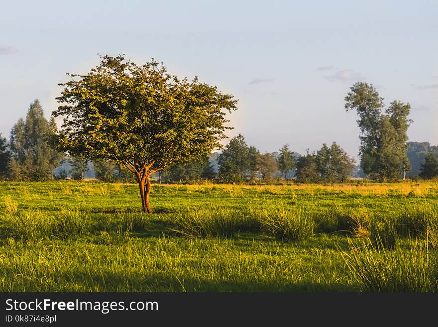 Grassland, Ecosystem, Field, Prairie