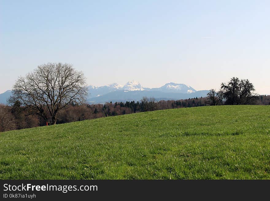 Grassland, Sky, Pasture, Field