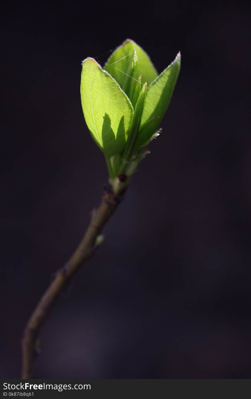 Plant, Bud, Leaf, Branch