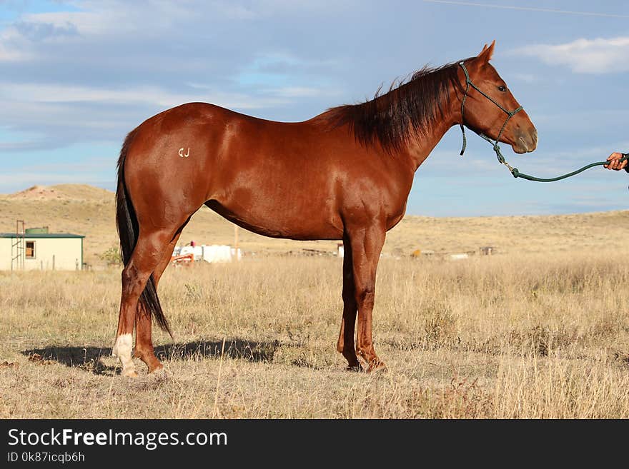 Horse, Ecosystem, Mare, Mane