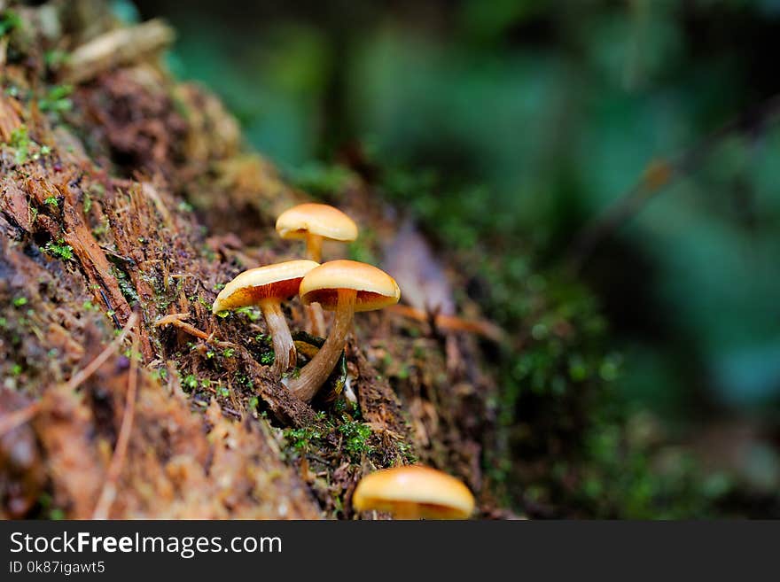 Fungus, Vegetation, Ecosystem, Mushroom