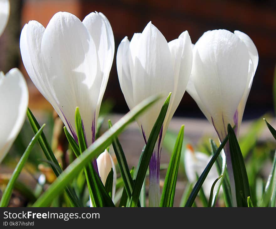 Flower, Plant, White, Flowering Plant