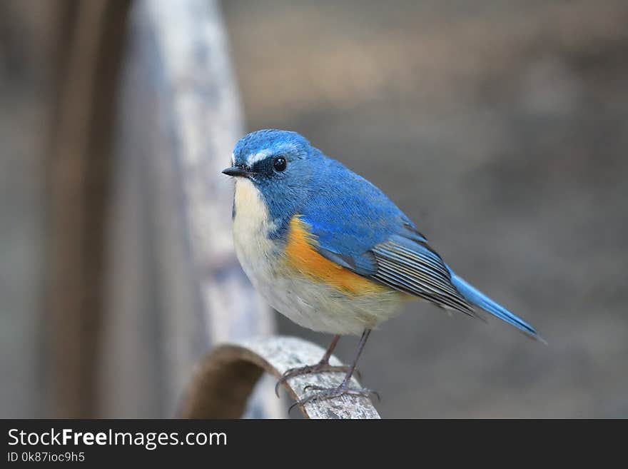 Bird, Bluebird, Beak, Fauna