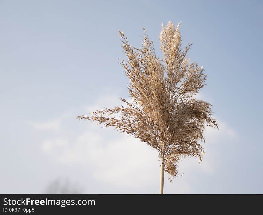 Sky, Tree, Grass Family, Branch