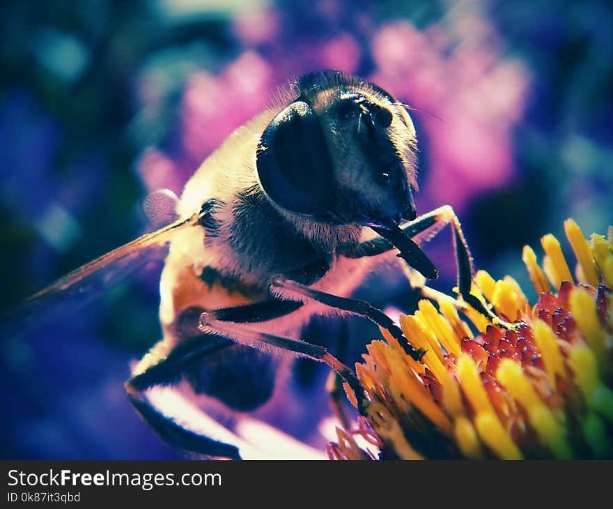 Insect, Bee, Honey Bee, Macro Photography