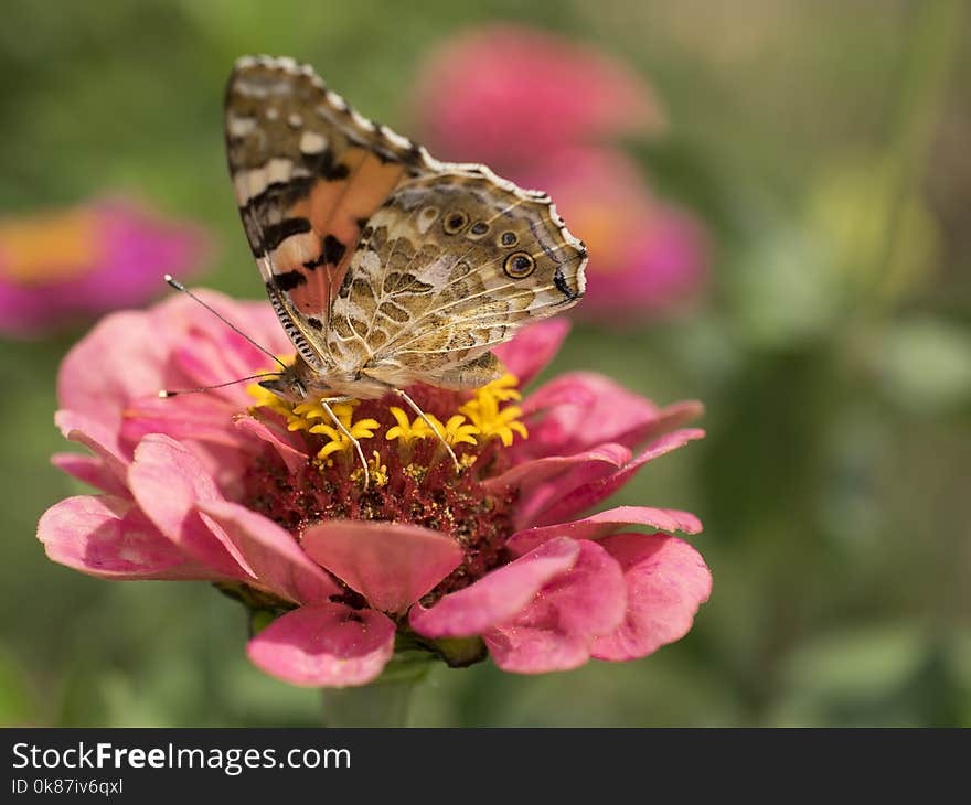 Butterfly, Insect, Flower, Moths And Butterflies