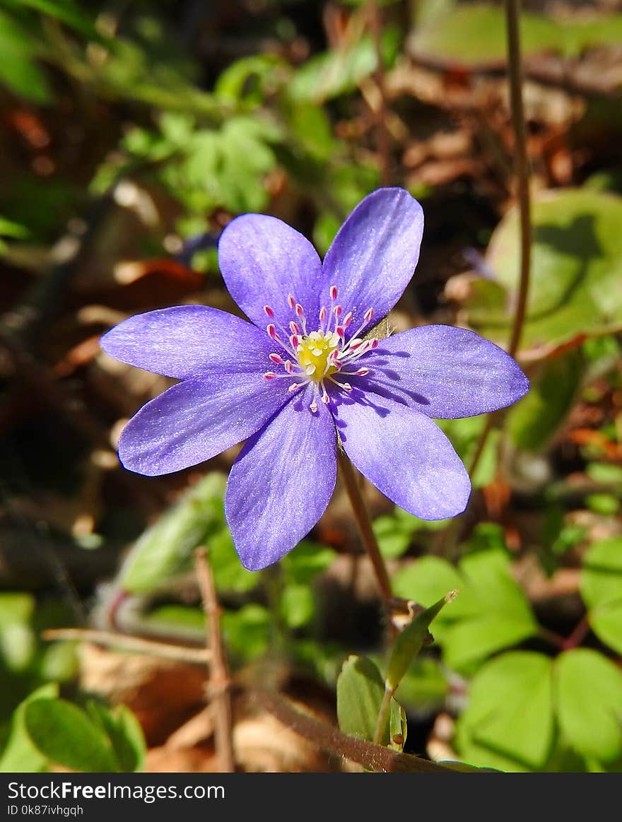 Flower, Plant, Flora, Spring