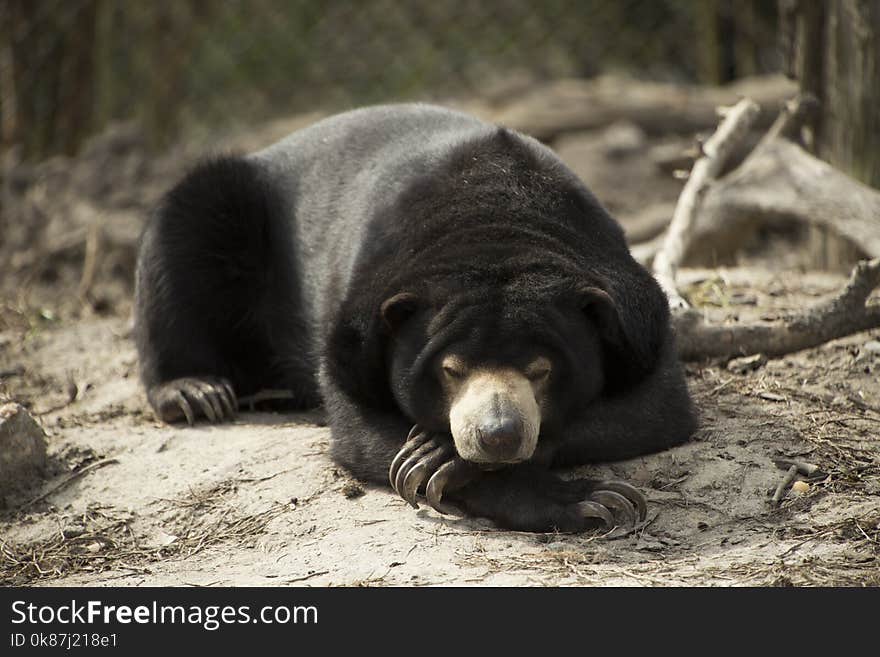 American Black Bear, Bear, Terrestrial Animal, Snout