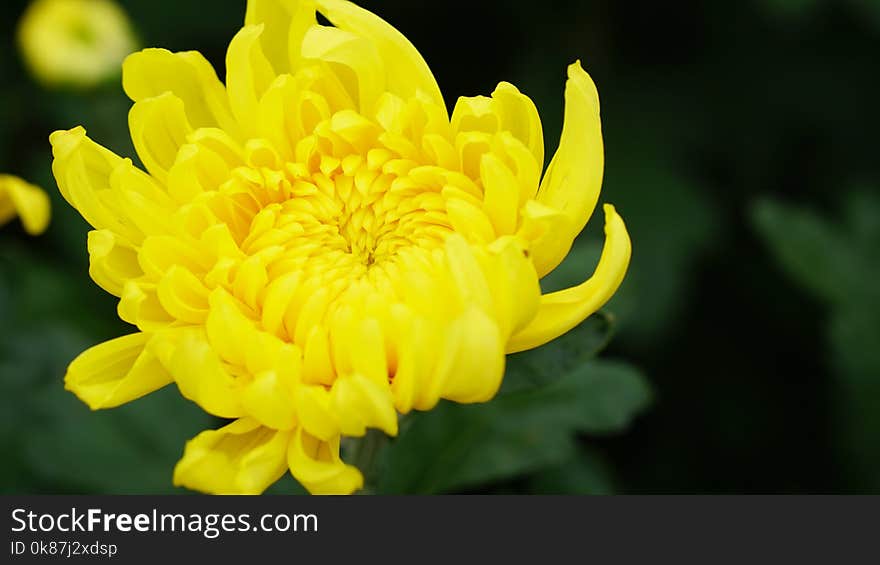 Flower, Yellow, Daisy Family, Chrysanths