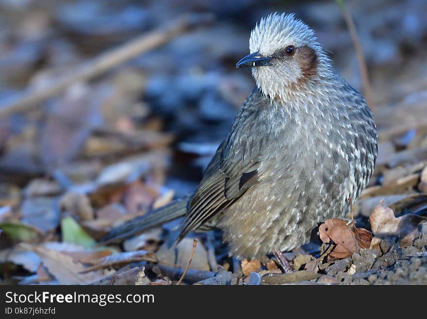 Bird, Fauna, Beak, Feather