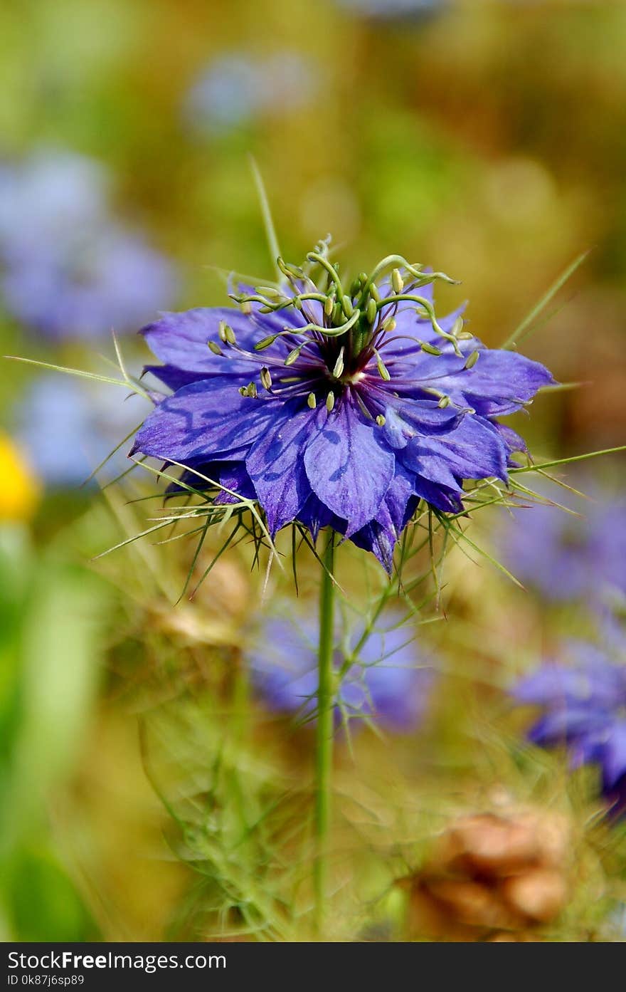 Flower, Plant, Flora, Purple