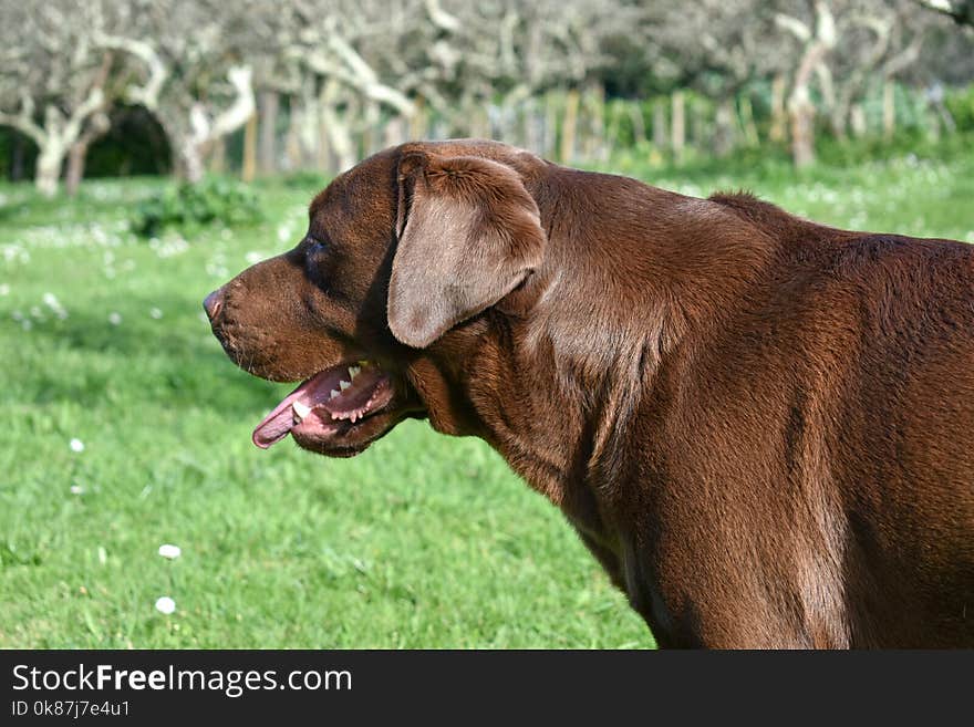 Dog, Dog Breed, Dog Like Mammal, Grass