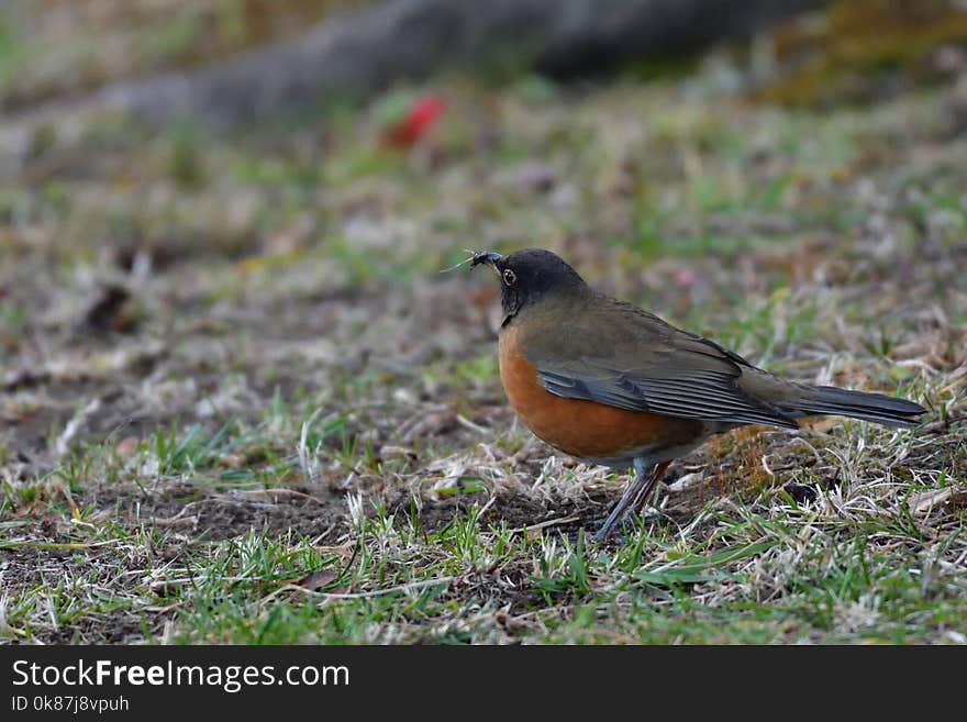 Bird, Fauna, Ecosystem, Beak