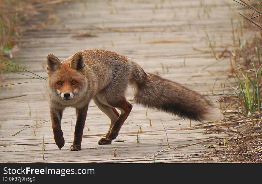 Fox, Red Fox, Wildlife, Mammal