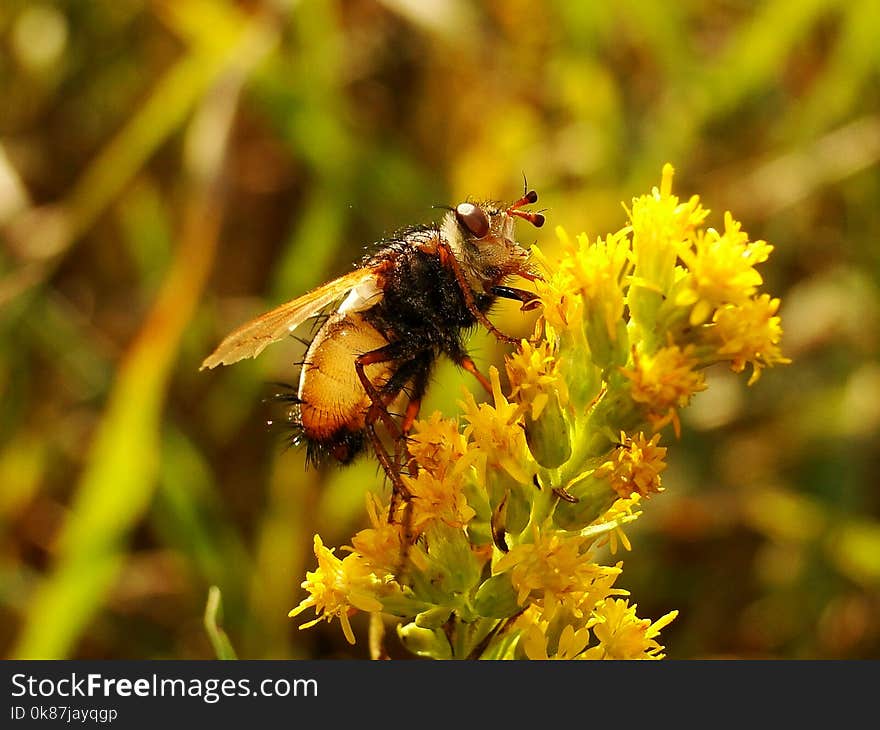 Insect, Honey Bee, Bee, Nectar