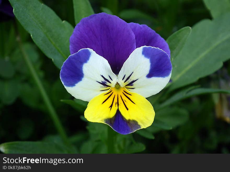 Flower, Plant, Flora, Pansy