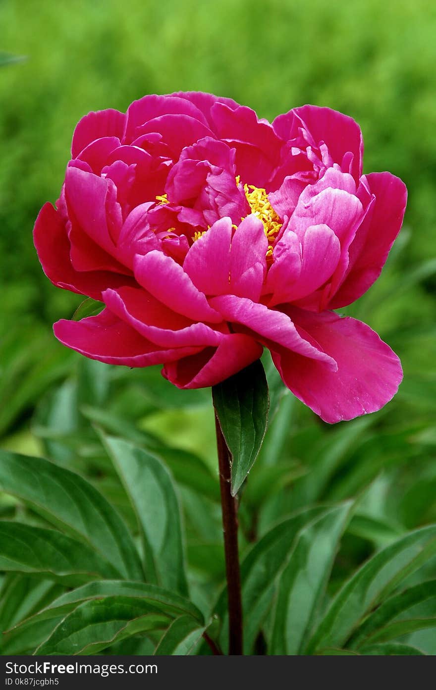 Flower, Plant, Peony, Pink