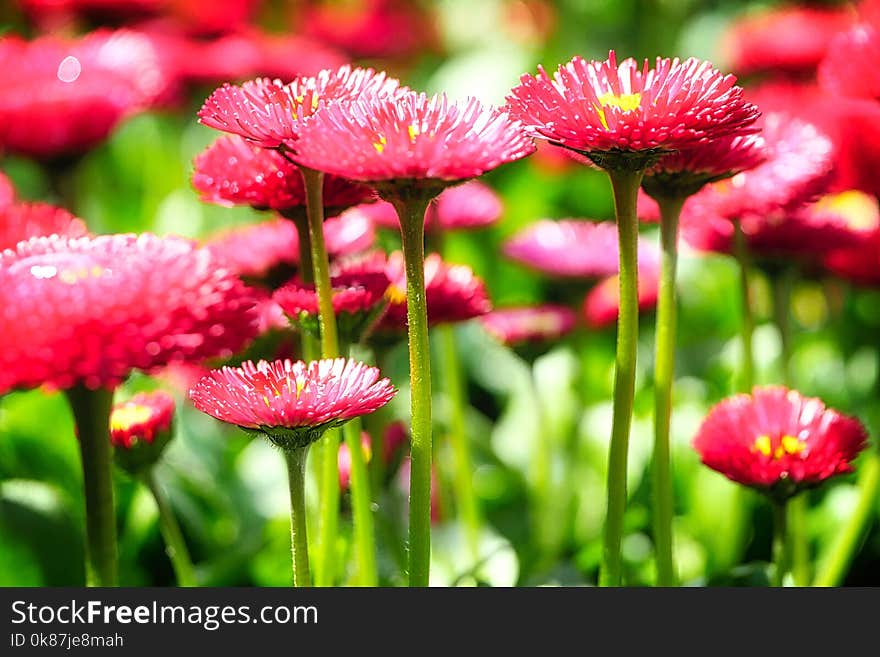 Flower, Daisy, Close Up, Wildflower