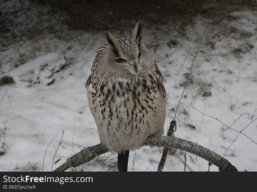 Owl, Bird, Fauna, Wildlife