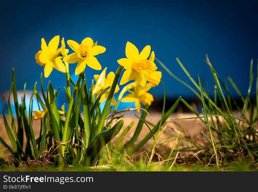 Flower, Plant, Flora, Yellow