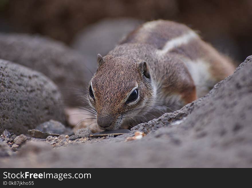 Squirrel, Fauna, Mammal, Chipmunk