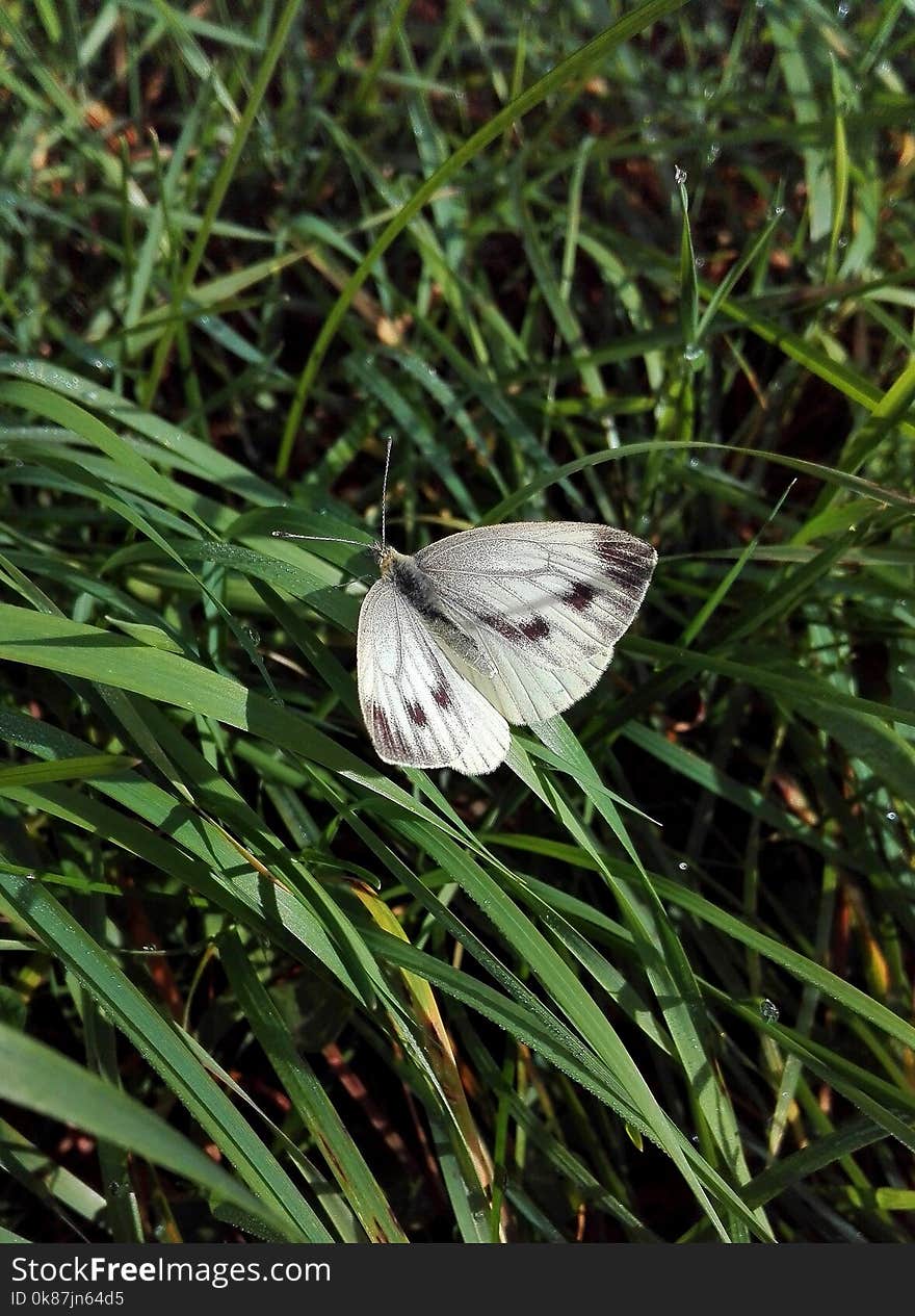 Butterfly, Moths And Butterflies, Insect, Invertebrate