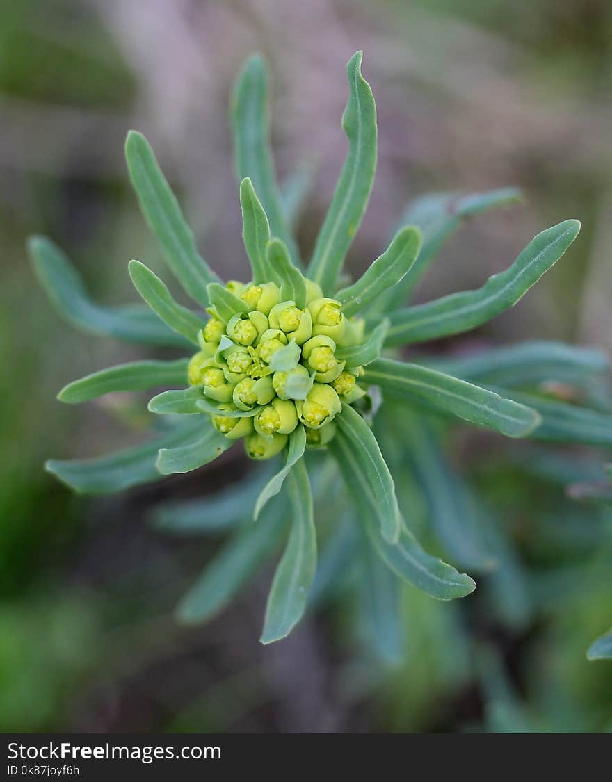 Flower, Flora, Plant, Subshrub