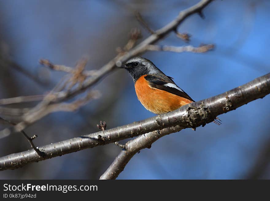 Bird, Beak, Branch, Fauna