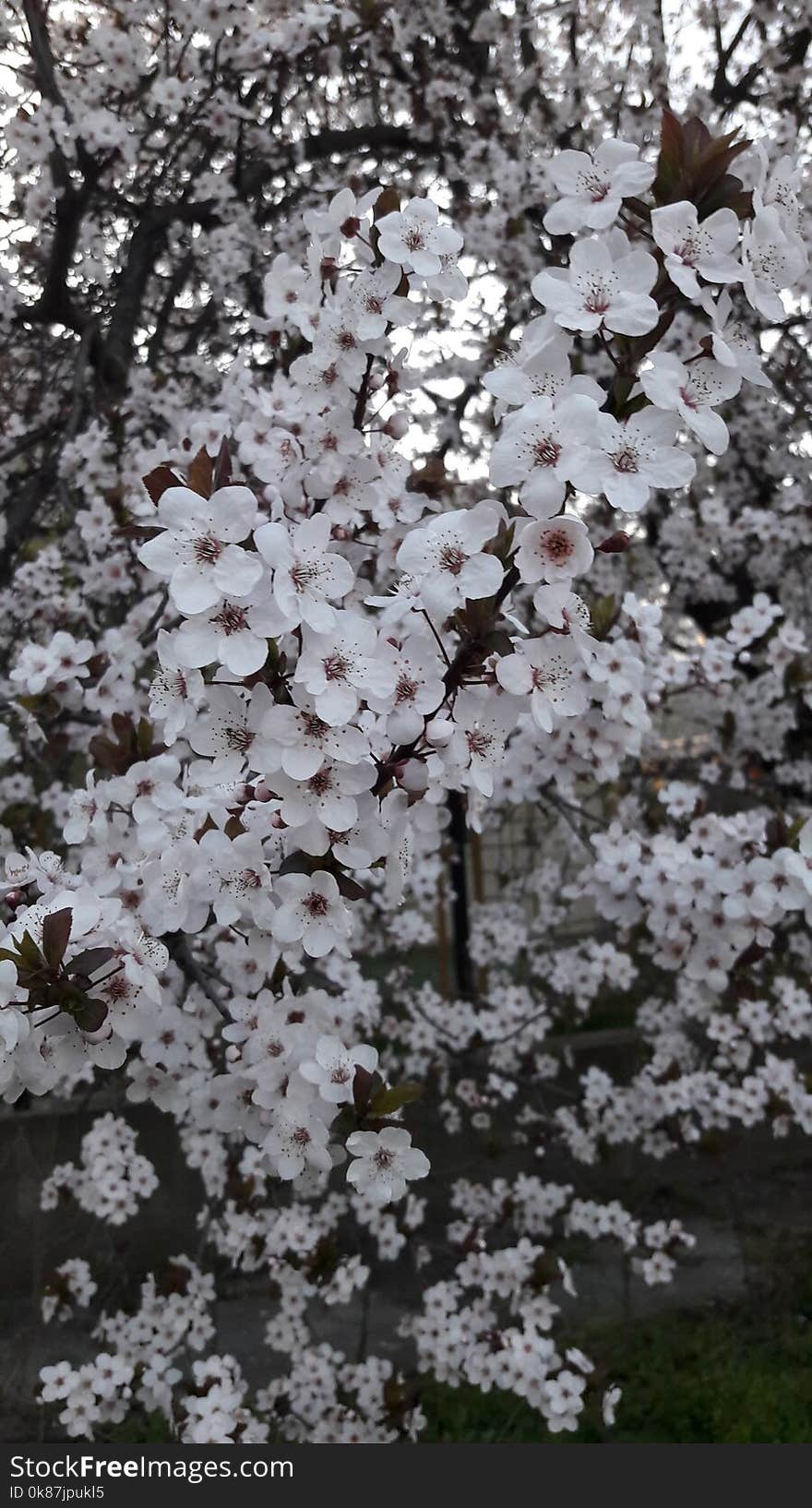 Plant, Flower, Blossom, Spring