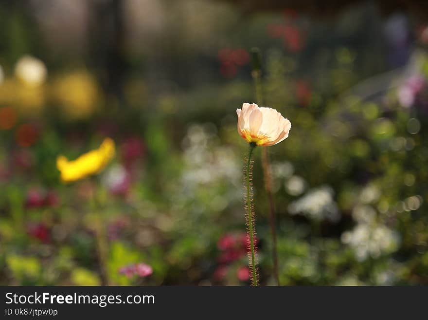 Flower, Wildflower, Yellow, Flora