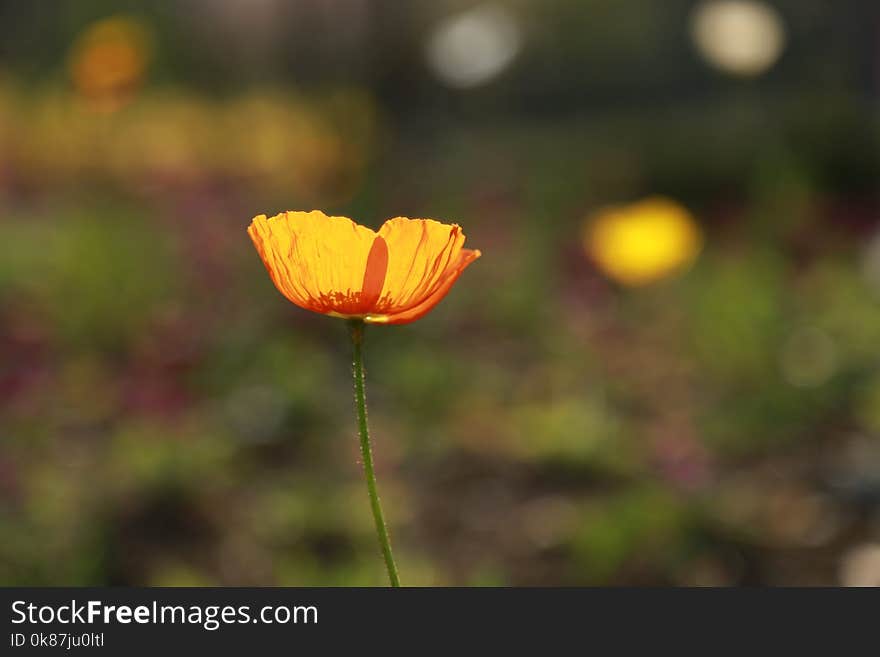 Flower, Yellow, Wildflower, Poppy