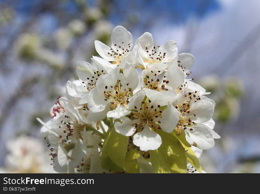 White, Flower, Blossom, Spring