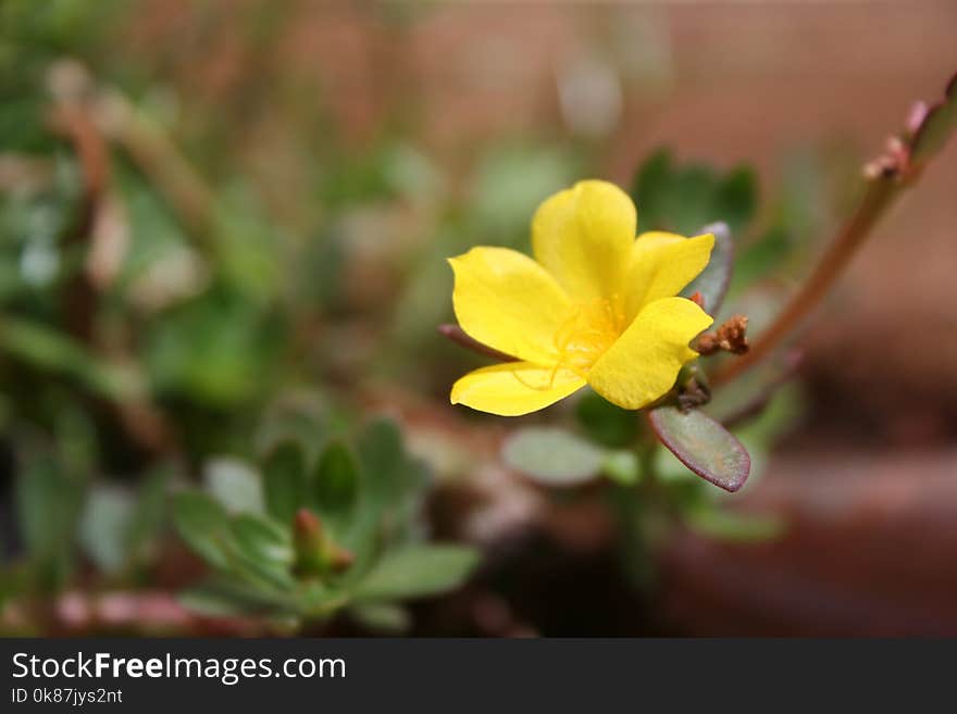 Flower, Flora, Yellow, Wildflower