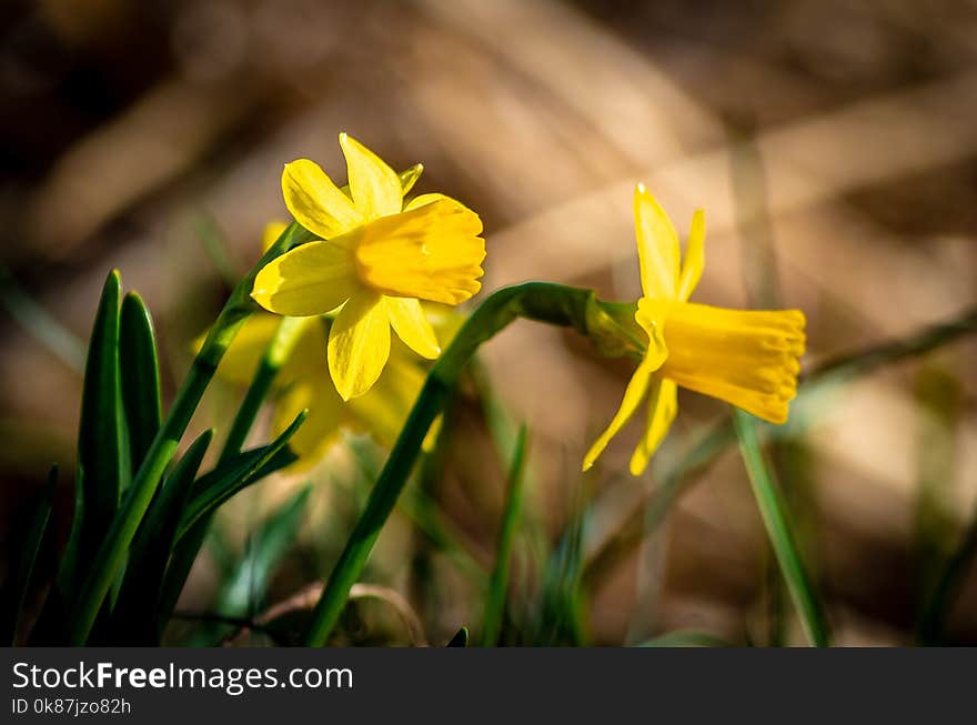 Flower, Flora, Yellow, Plant