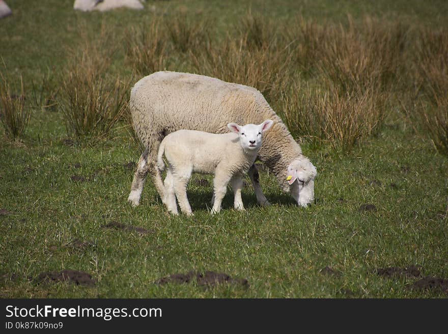 Sheep, Pasture, Grassland, Grazing