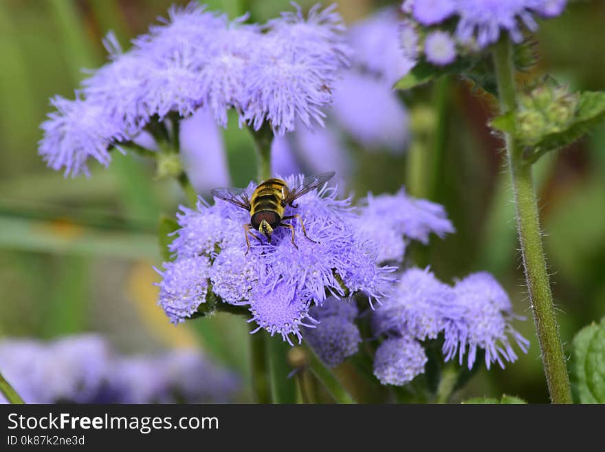 Honey Bee, Flower, Bee, Purple