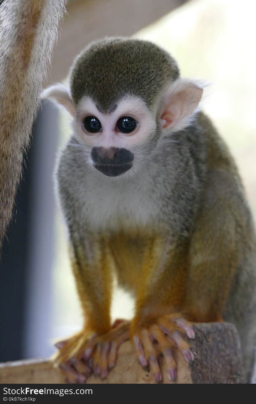 Squirrel Monkey, Fauna, Mammal, Primate