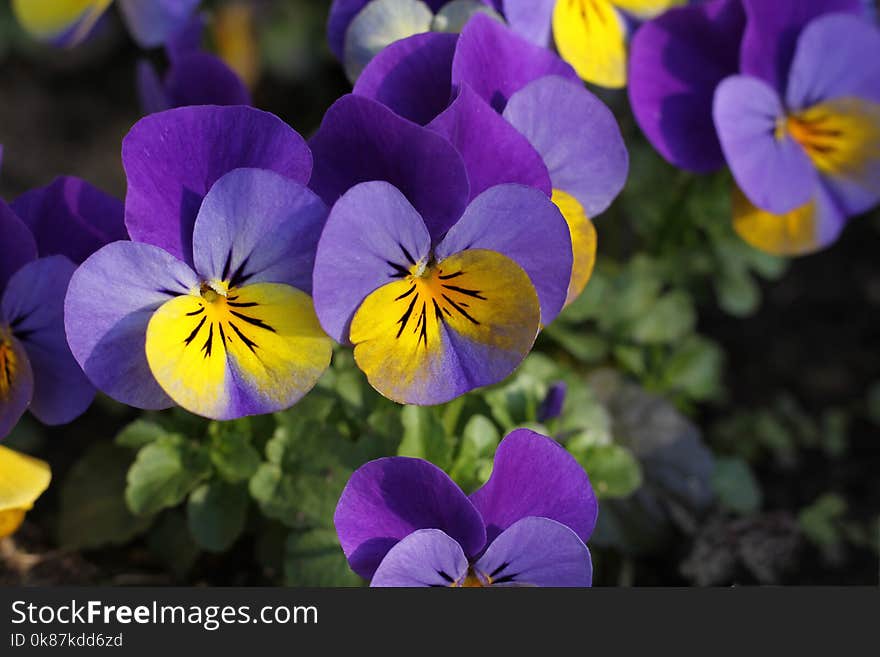 Flower, Flowering Plant, Plant, Purple