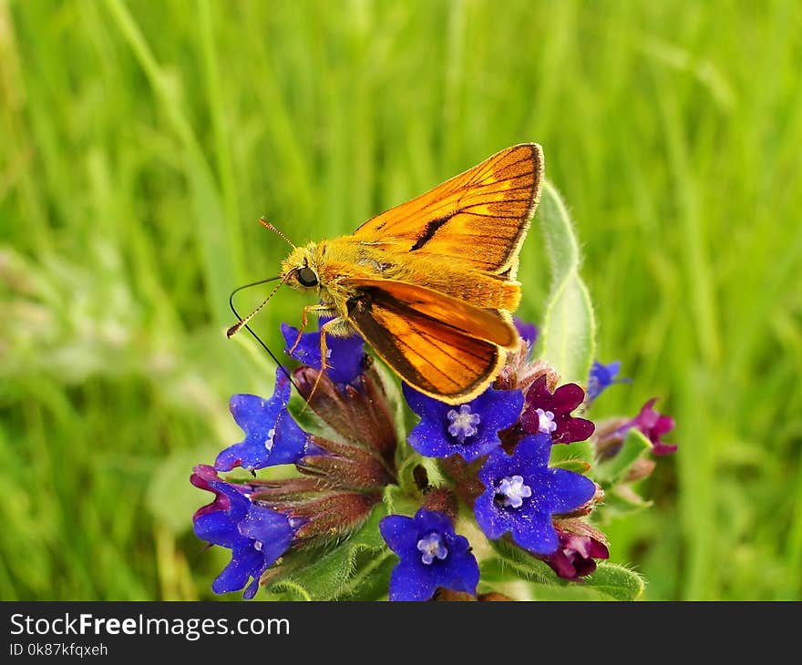 Butterfly, Moths And Butterflies, Insect, Brush Footed Butterfly