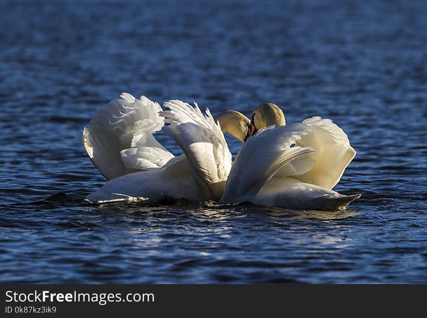 Bird, Swan, Water Bird, Seabird