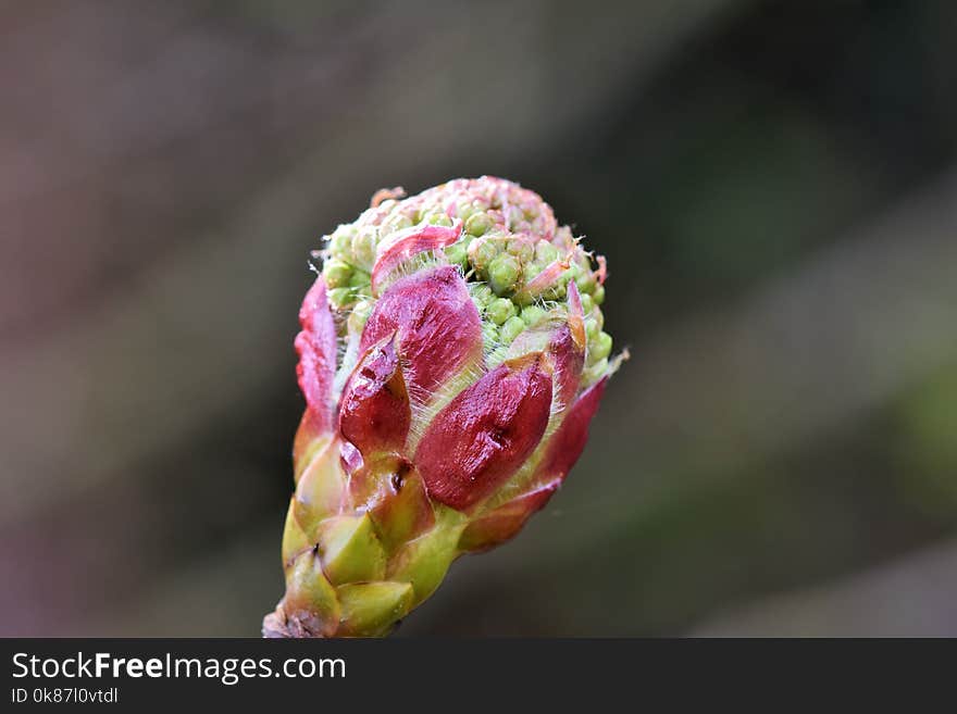 Bud, Flower, Flora, Close Up